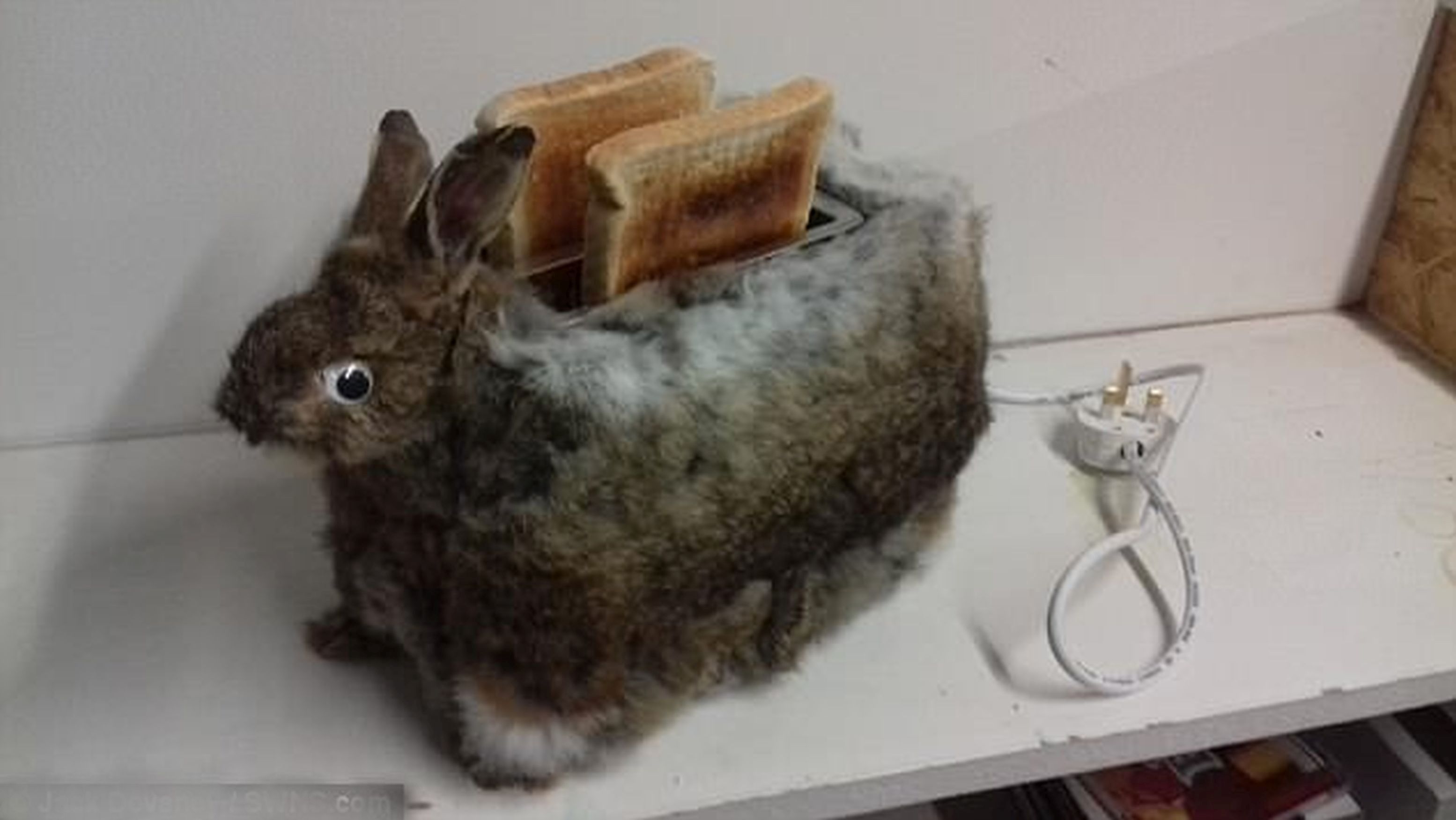 bunny toaster.jpg