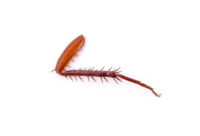 cockroach-leg.jpg