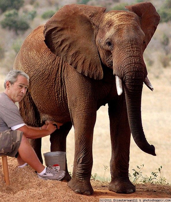 Funny-George-Bush-Elephant-Milking-Photoshop-Image.jpeg
