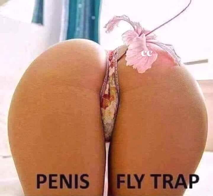 Penis Fly Trap.jpg
