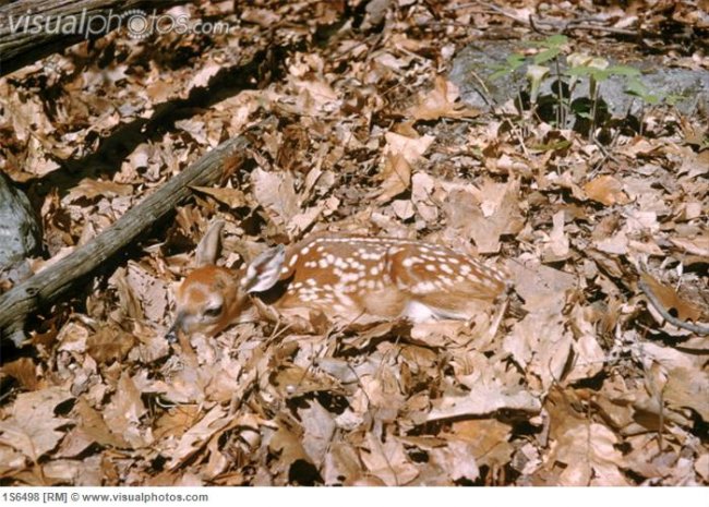 camouflaged_white-tailed_deer_fawn_1S6498.jpg