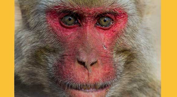 Rhesus-Macaque-580-1.jpg
