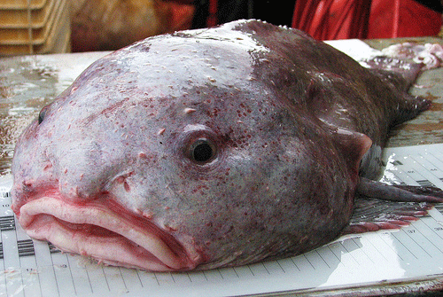 Blobfish-1.gif