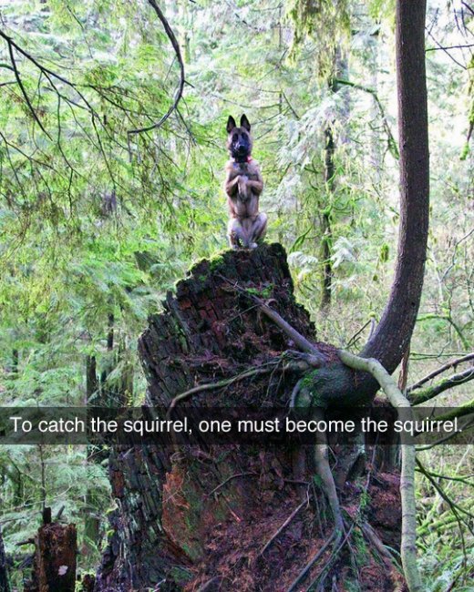 squirrel dog.jpg