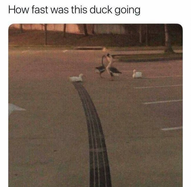 duck skid.jpg