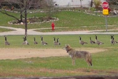 coyote chicago.jpg