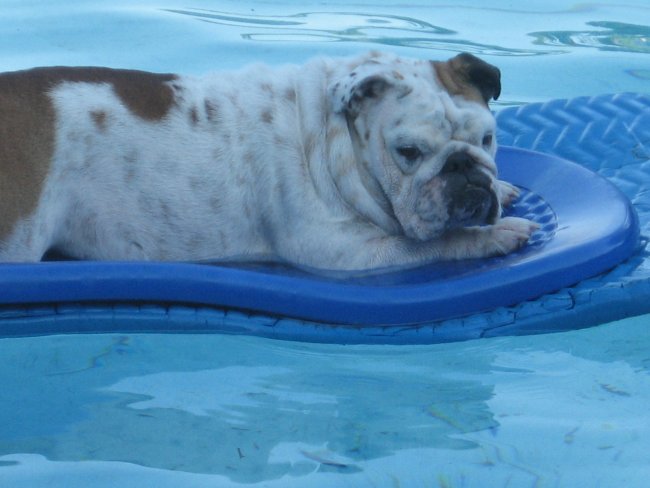 Lucy in pool 005.JPG